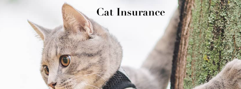 Cat Insurance - Insure your pet