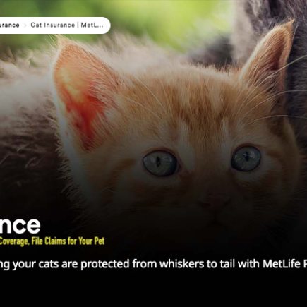 Cat Insurance Monthly & Annual Cost, Coverage, File Claims for Your Pet