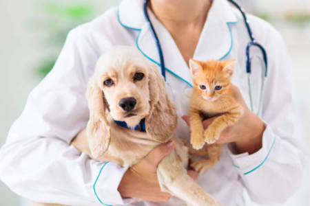 How Much Does Pet Insurance Cost Per Month, Annually and What does it Cover?