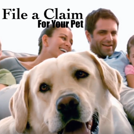How to File a Claim for Your Cat or Dog Insurance - MetLife Pet